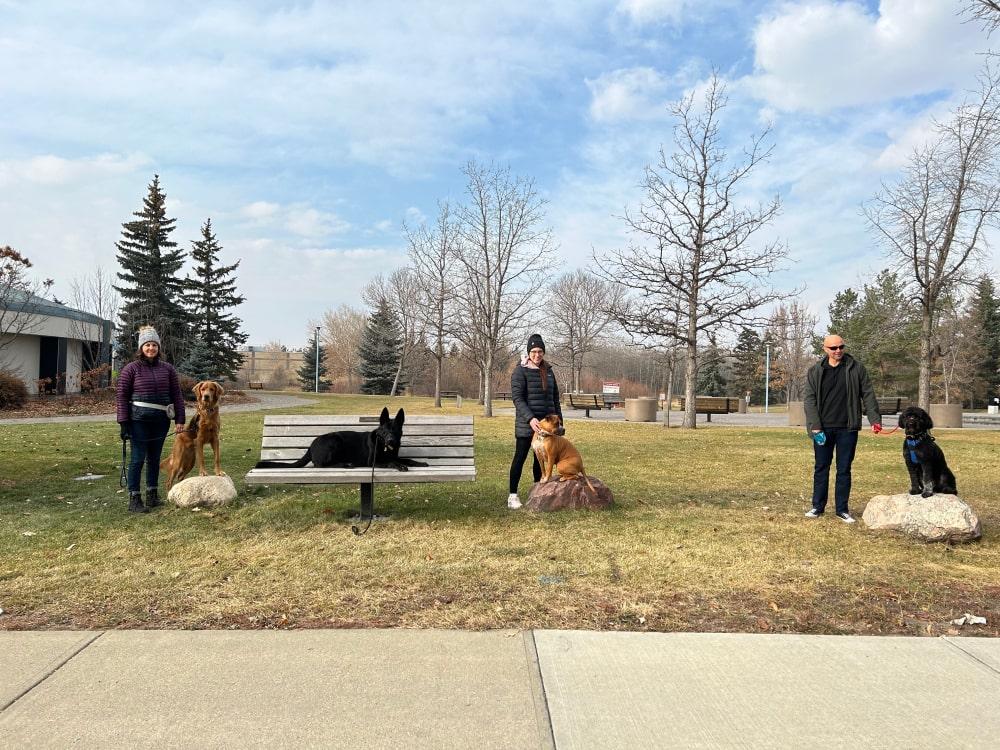 ARK Training - Dog Training in Stoney Plain