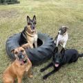 ARK Training - Dog Training -Forest