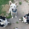 ARK Training - Dog Training -Jasper, Sully,Daisy